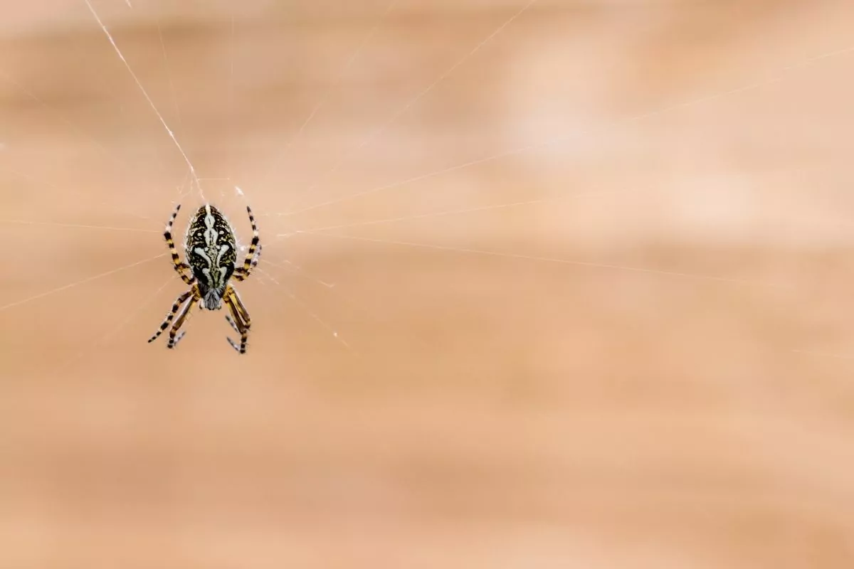 Brown garden spider on cobweb