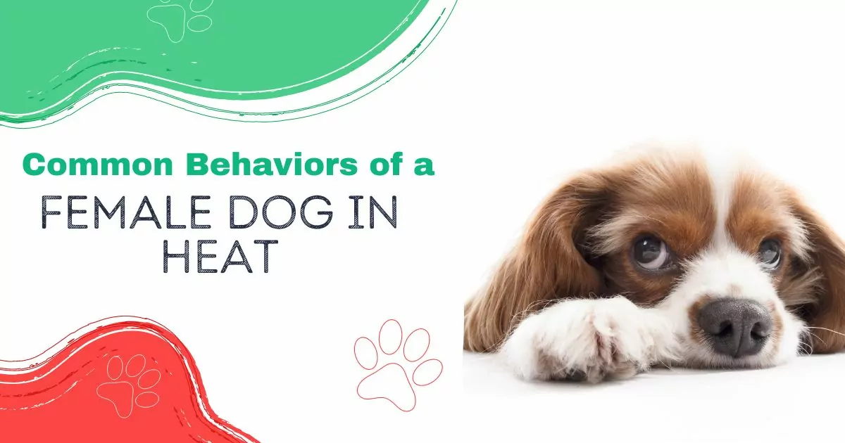 common behaviors of a female dog in heat