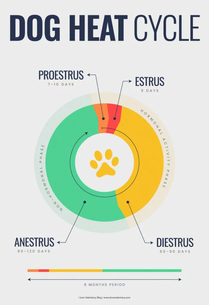 infographic of the stages of a female dog's heat cycle 