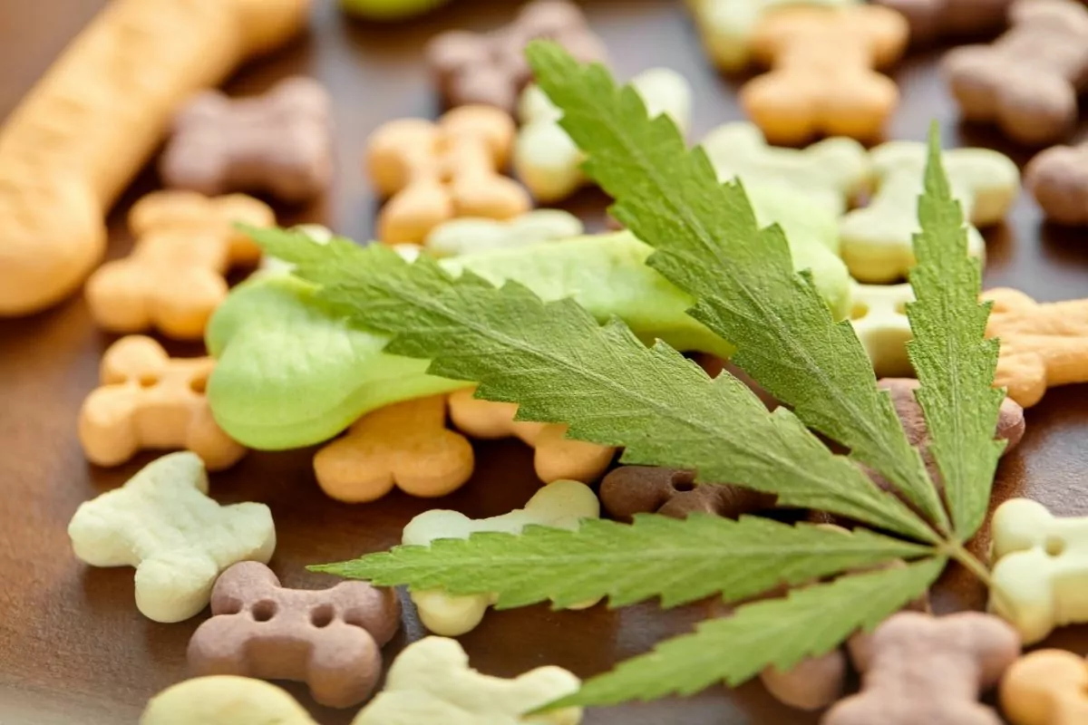 Dog treats close-up and cannabis leaves
