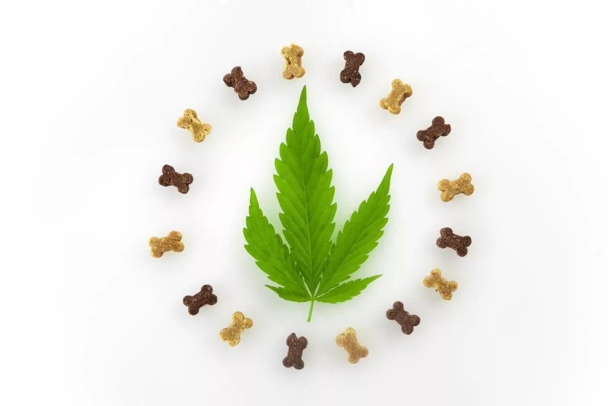 Pets food with hemp. Medical marijuana