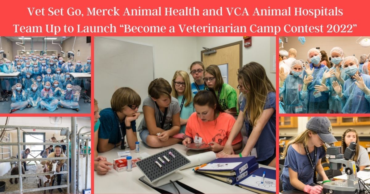 Vet Set Go, Merck Animal Health und VCA Animal Hospitals schließen sich zusammen, um „Become a Veterinarian Camp Contest 2022“ zu starten