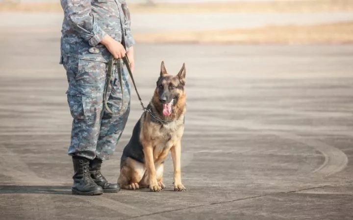 soldier in uniform with a German Shepherd dog by their side on the tarmac