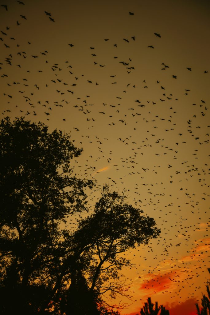 swarms of birds migrating at dawn