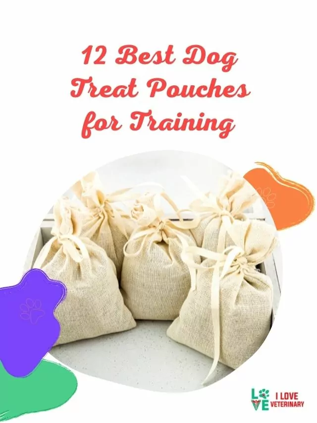 12 Best Dog Treat Pouches for Training