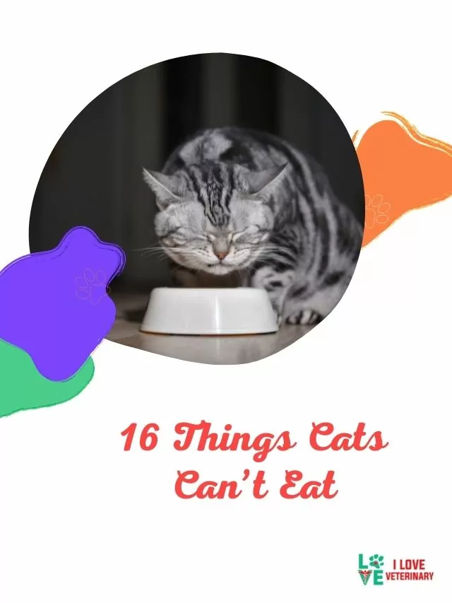 16 Things Cats Can’t Eat