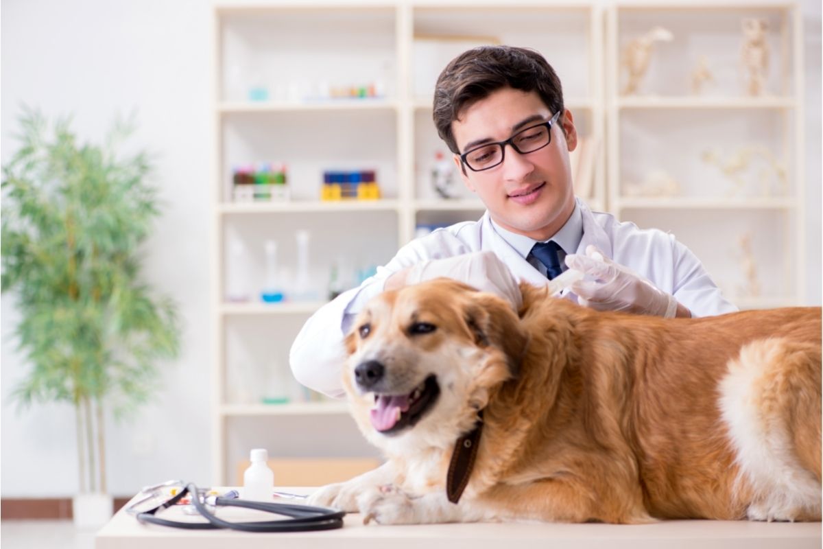 Doctor Examining Dog