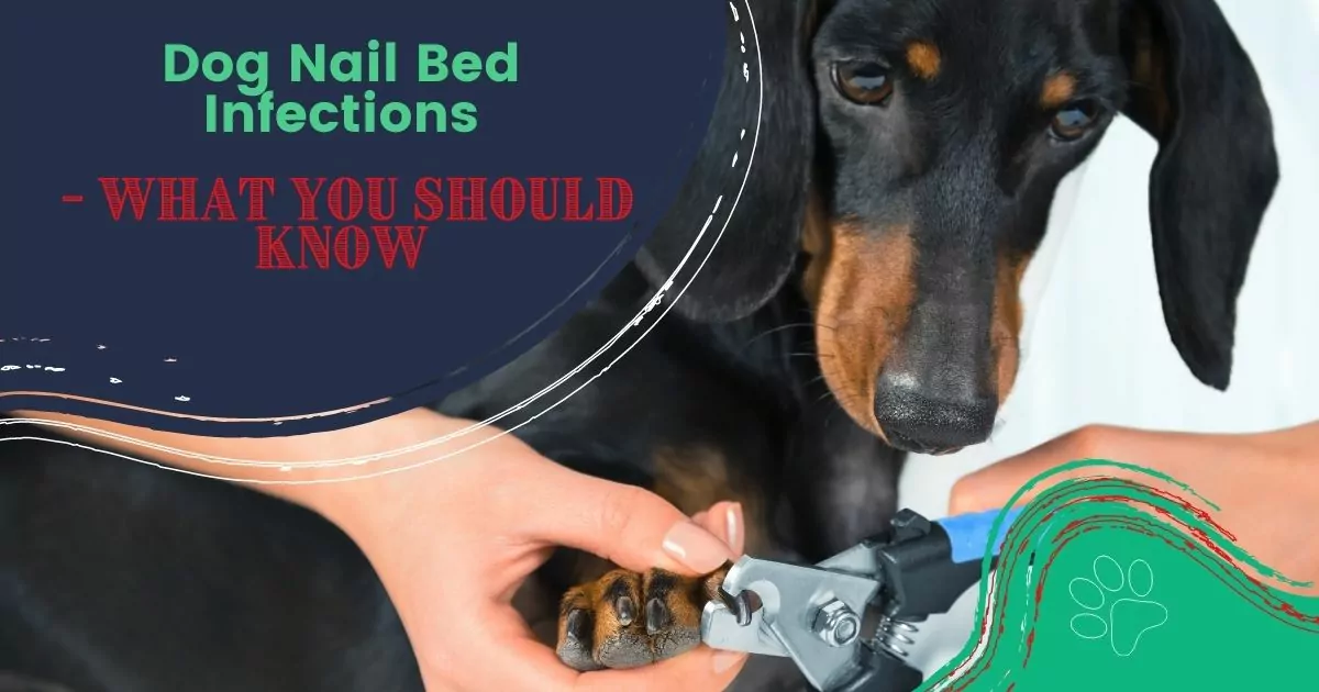 dog nail bed infection
