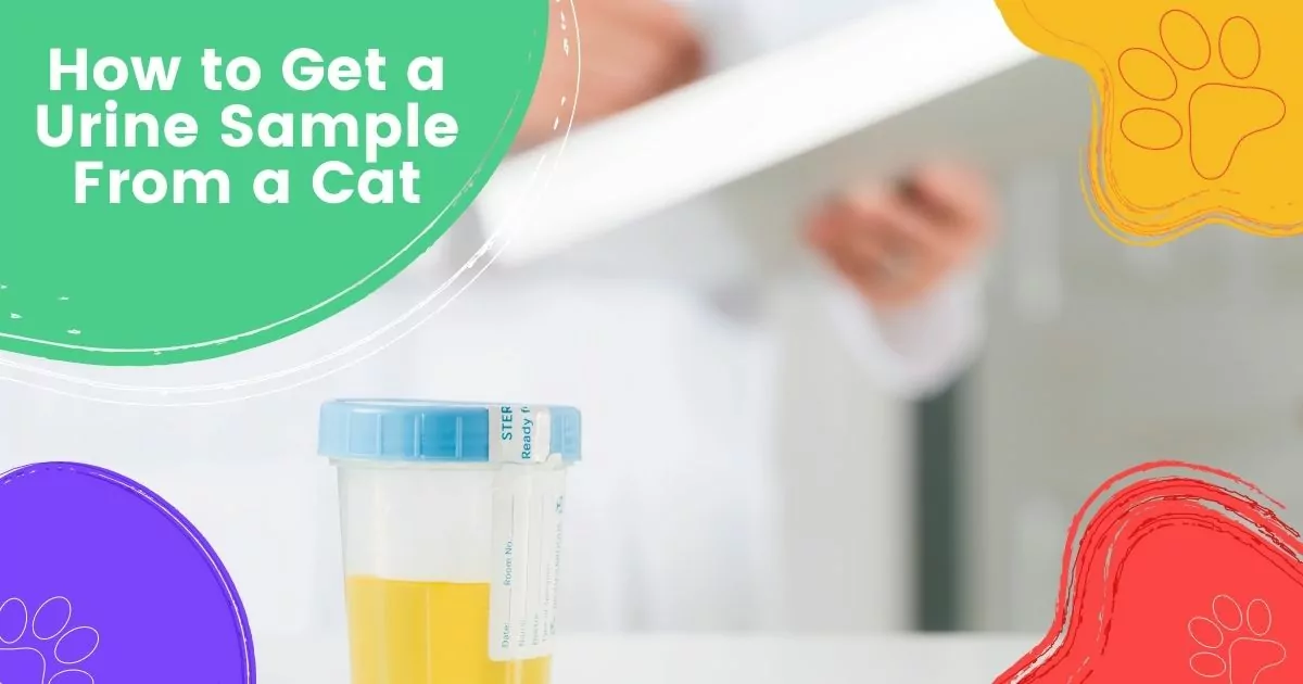 how to get a urine sample from a cat