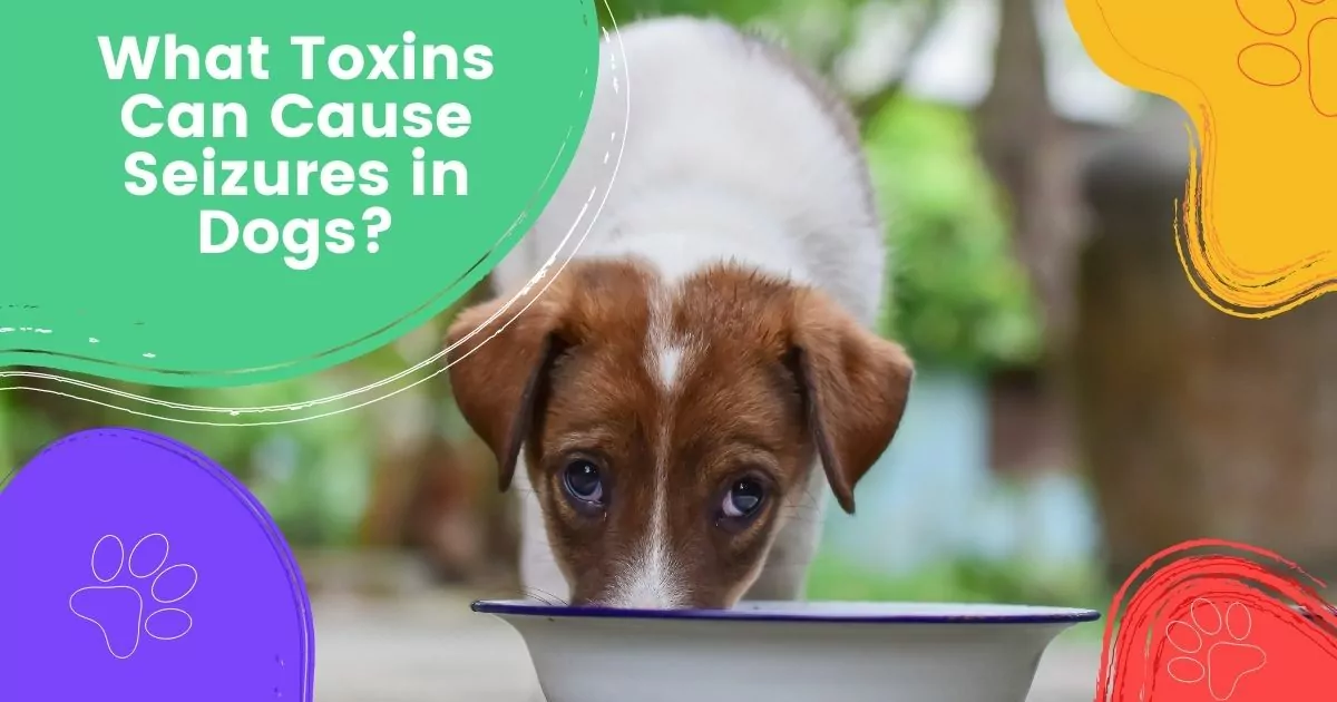 what toxins can cause seizures in dogs