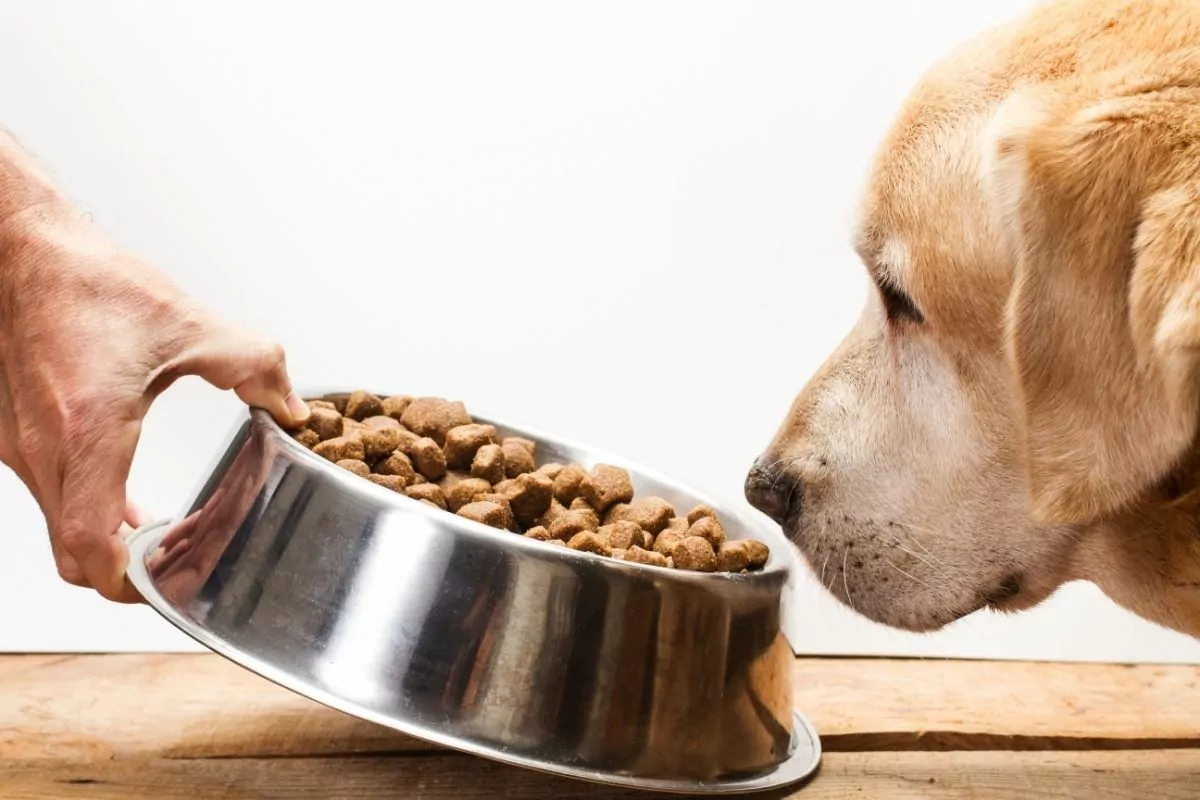 Labrador retriever dog eating