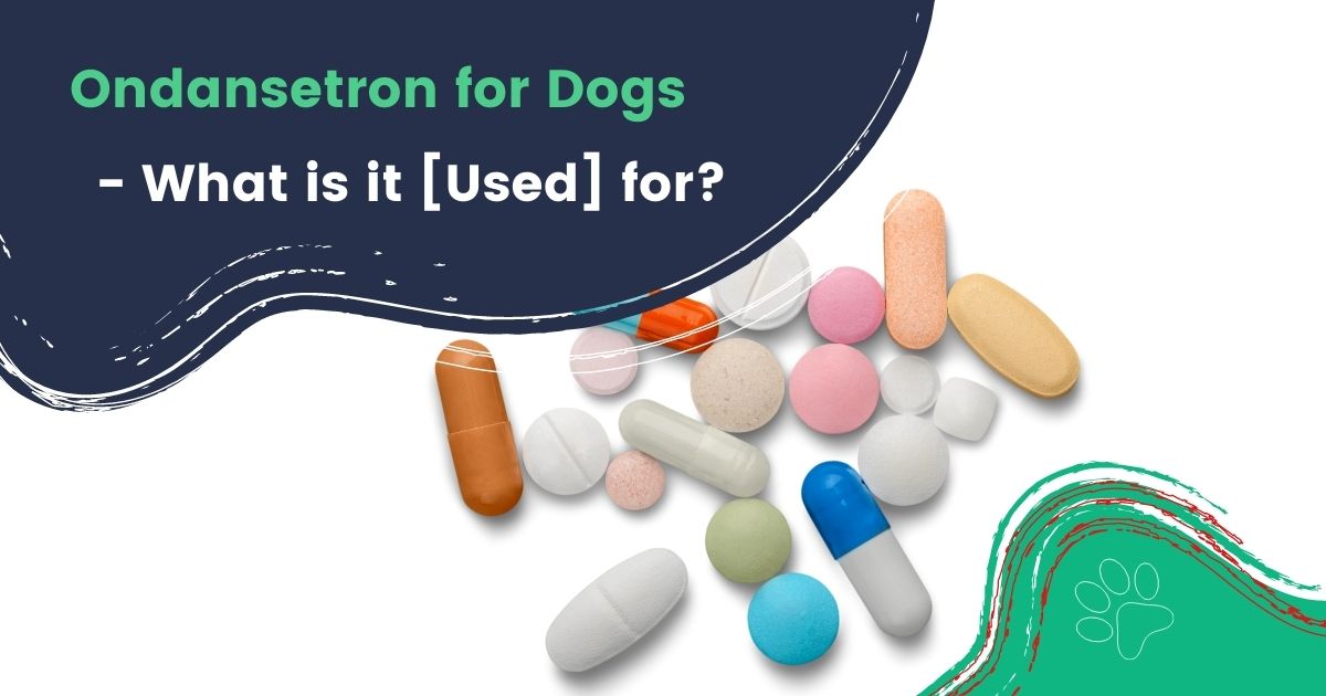 Ondansetron for Dogs - What is it [Used] for? - I Love Veterinary