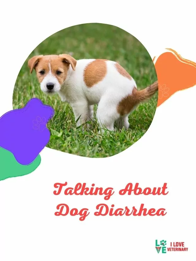 Talking About Dog Diarrhea
