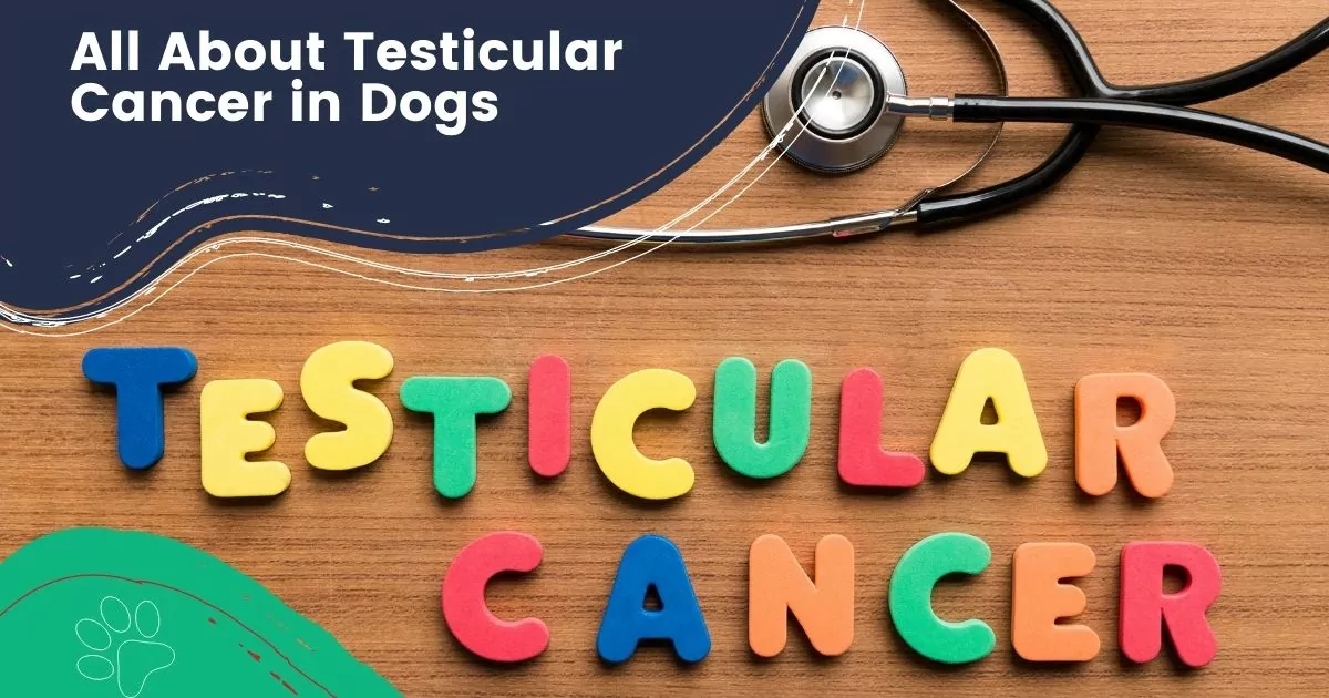 Testicular Cancer in Dogs