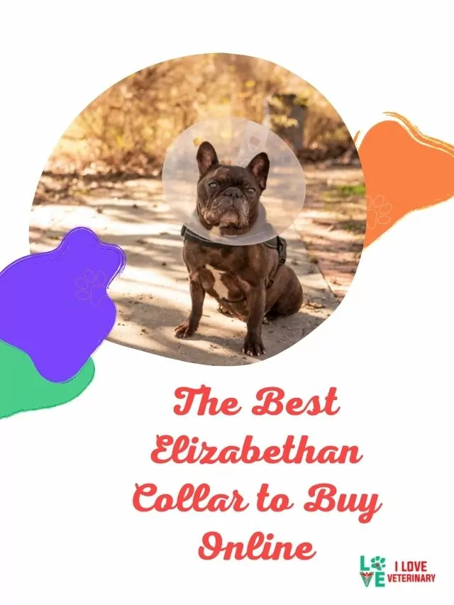 The Best Elizabethan Collar to Buy Online