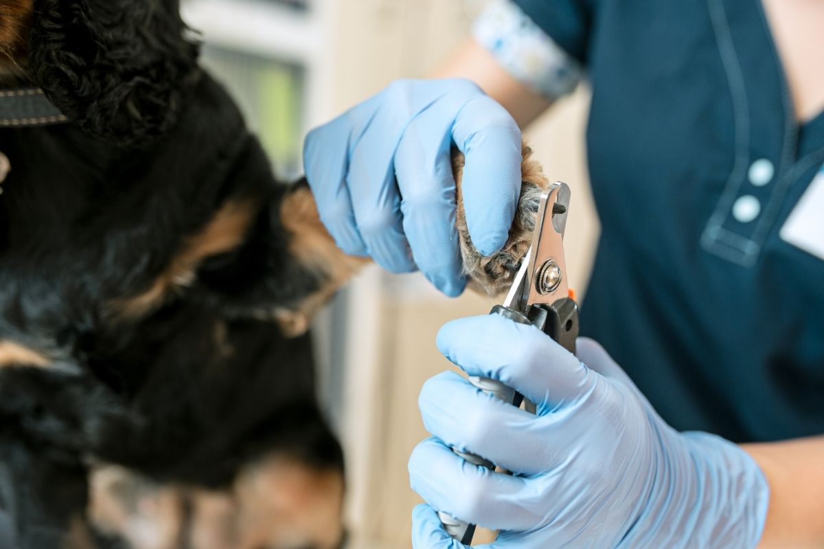 Veterinarian Clipping Dog Nails