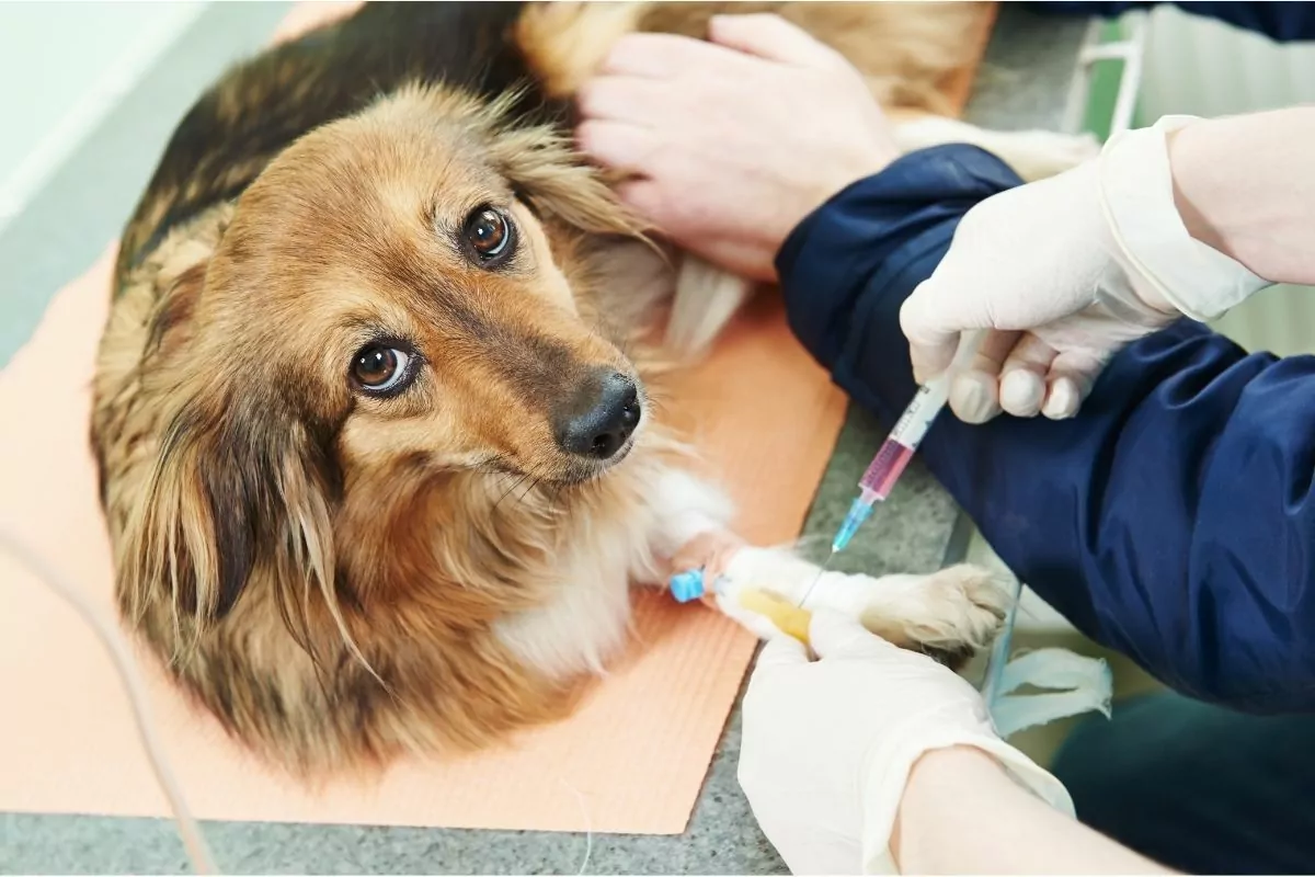 Veterinary Blood Test Examination