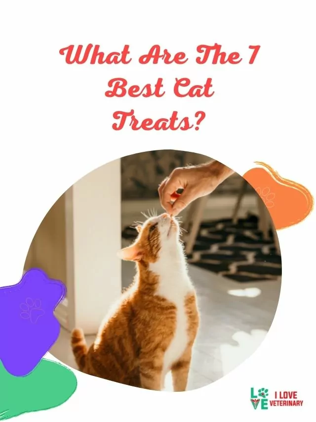 What Are The 7 Best Cat Treats?