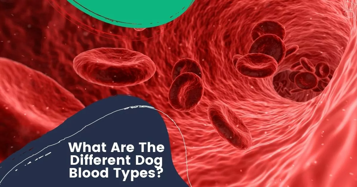 dog blood types