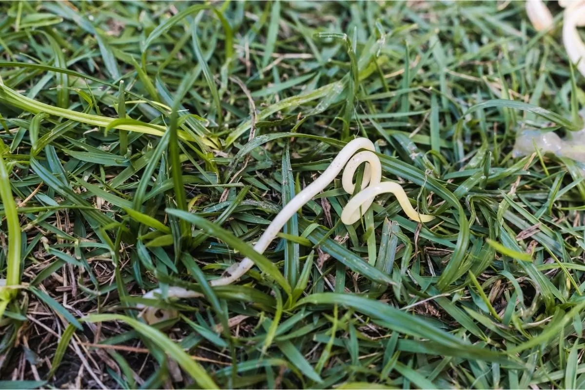A white dog roundworm, or Toxocara canis, ejected on the grass