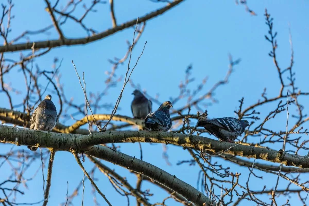 Birds on tree