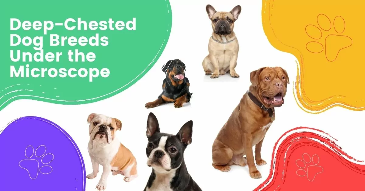 Deep-Chested Dog Breeds