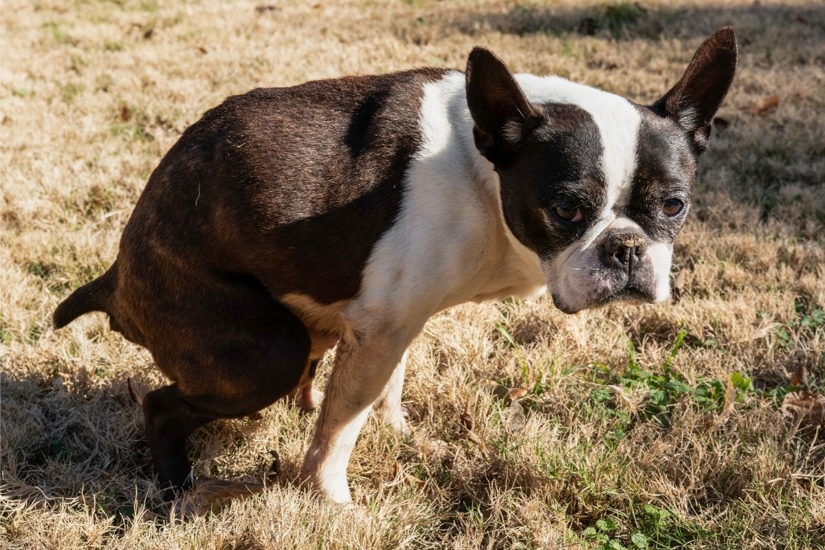 Older Boston Terrier with constipation