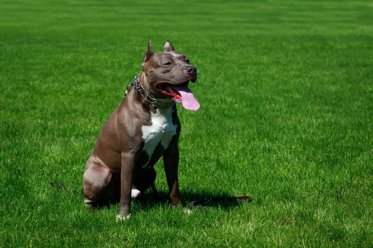 deep-chested dog breeds
