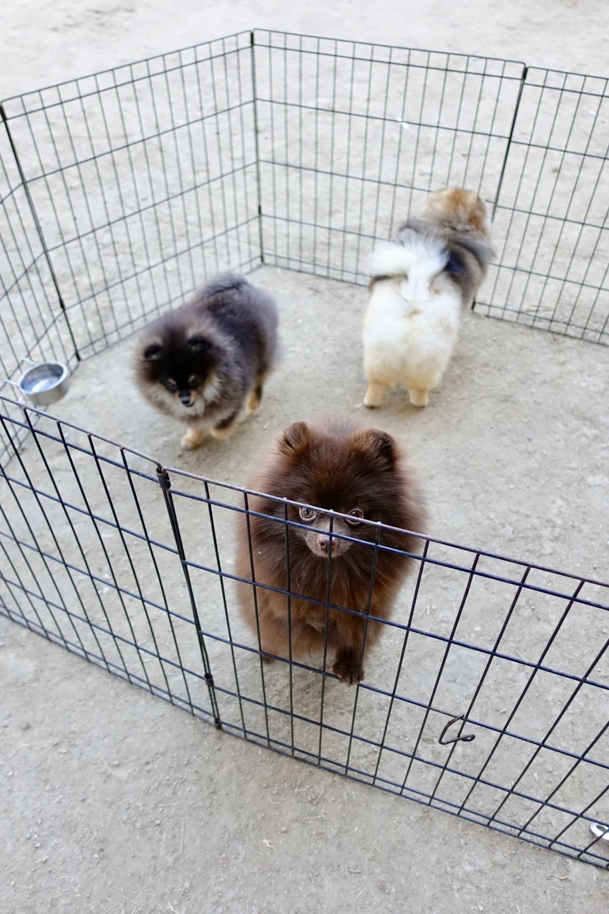 Pomeranian Puppies inside pet gate