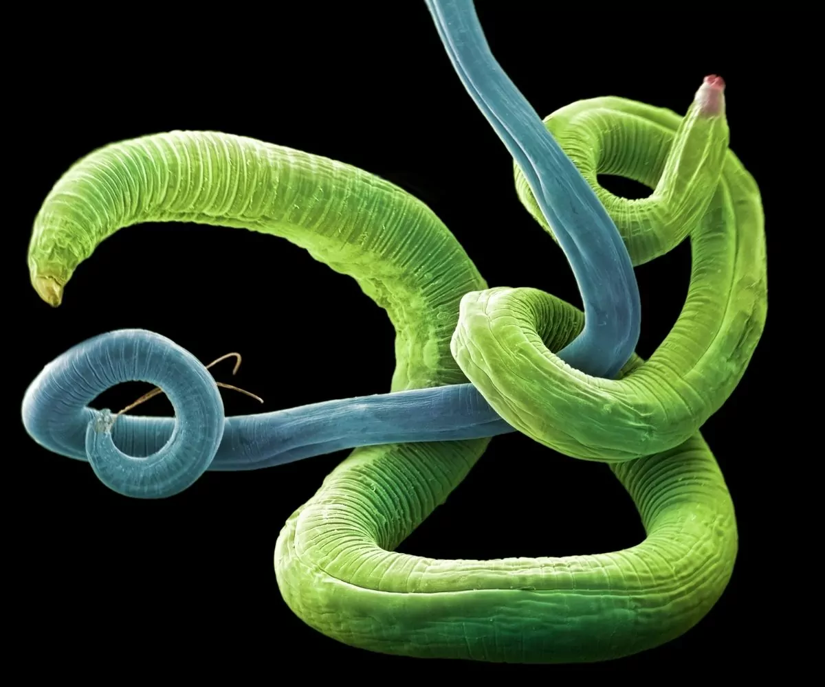 blue and green roundworms on a black backdrop