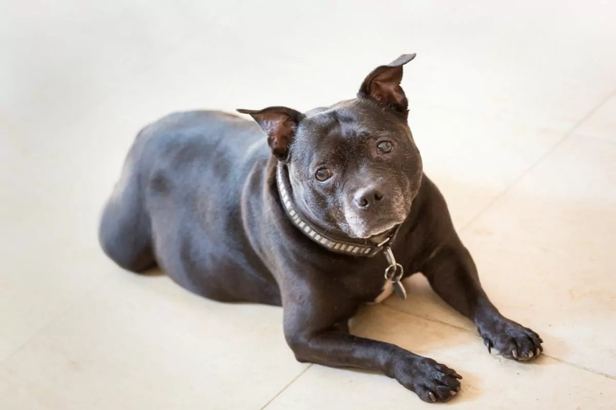 a black greying Staffordshire Bull Terrier