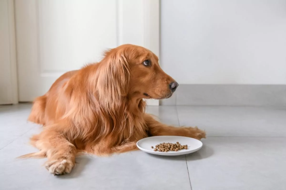 The golden retriever is eating dog food