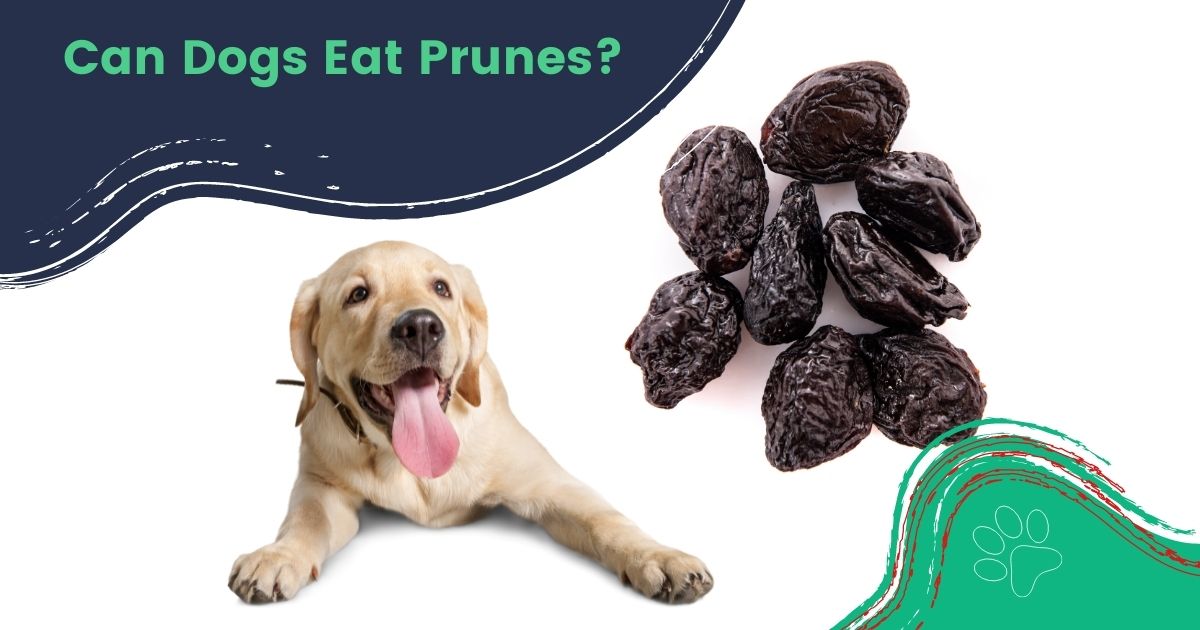 Can Dogs Eat Prunes? - I Love Veterinary