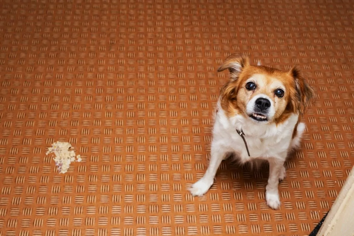 dog vomit on an orange carpet with a white and brown dog looking up