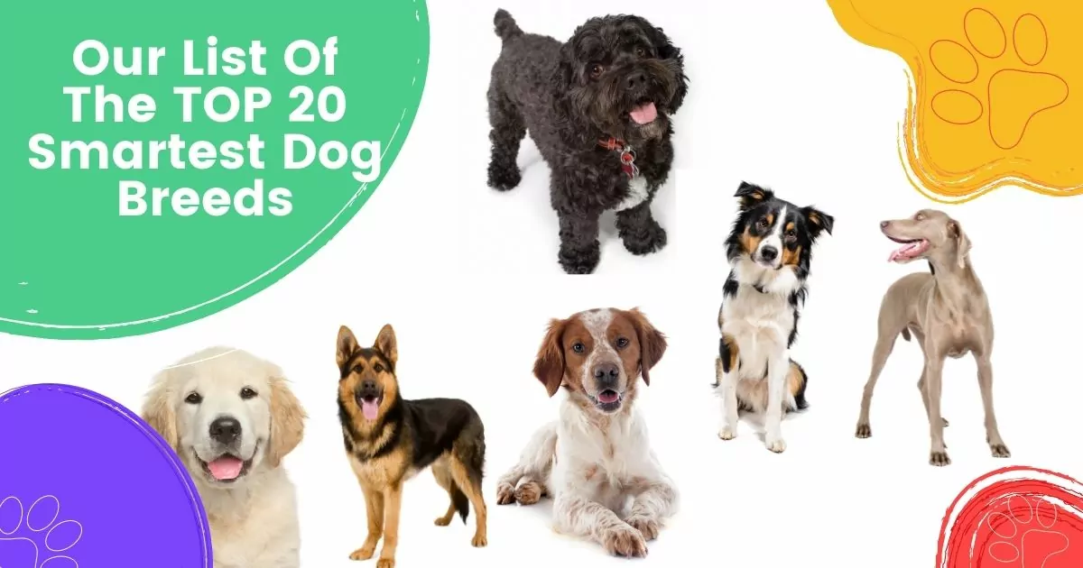top 20 smartest dog breeds
