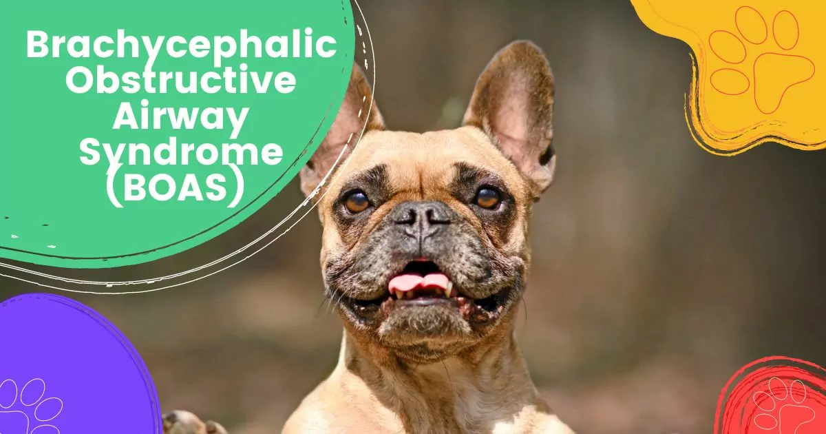 Brachycephalic Obstructive Airway Syndrome