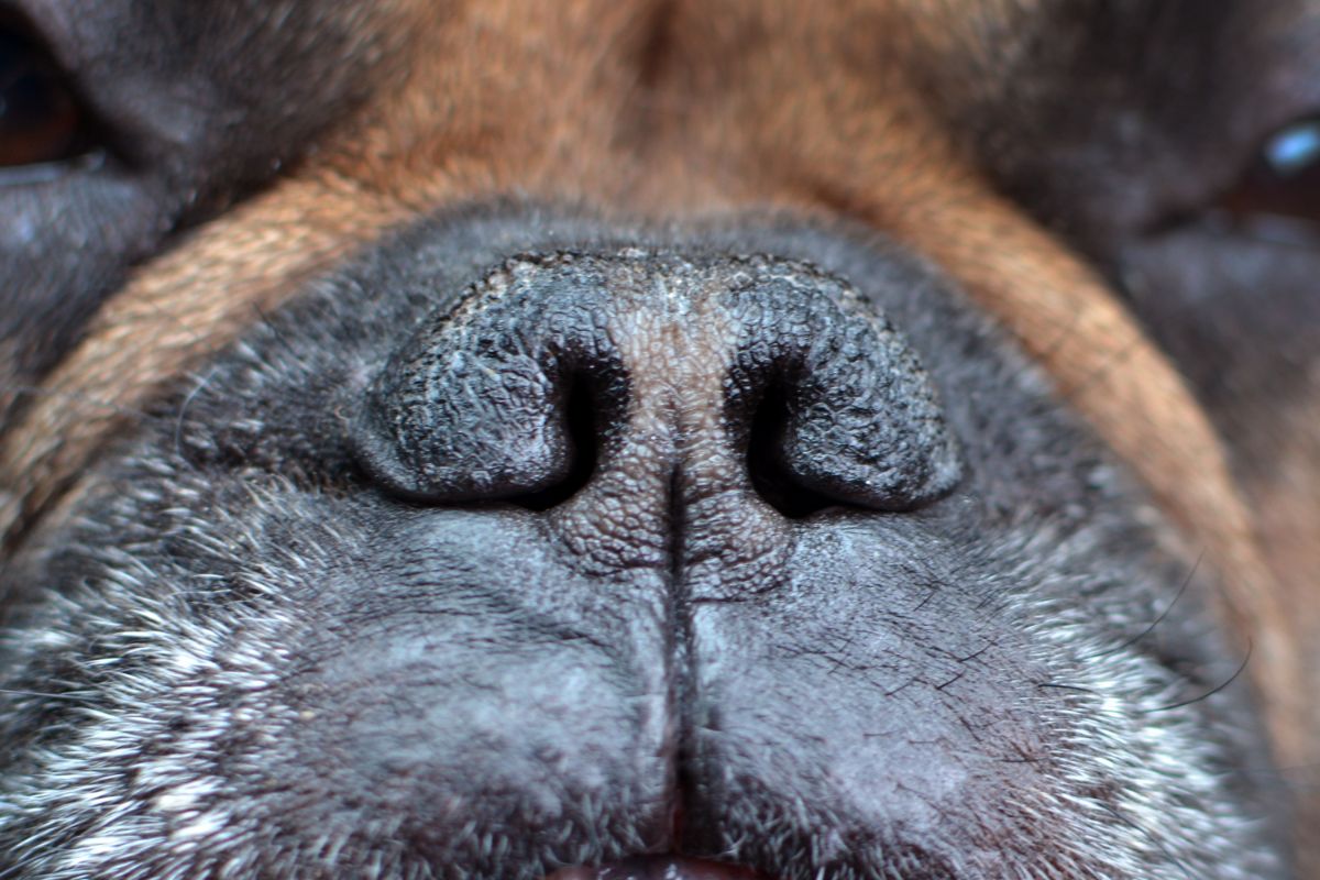 Close up of brachycephalic dog nose