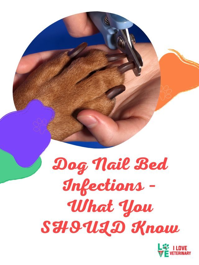 How to Treat a Dog's Broken Nail Issues