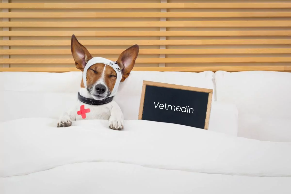 Dog in bed and Vetmedin