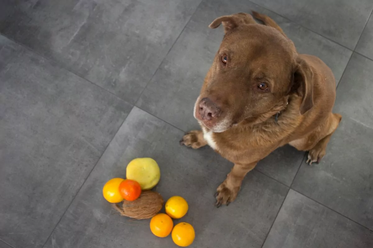 Dog with fruits