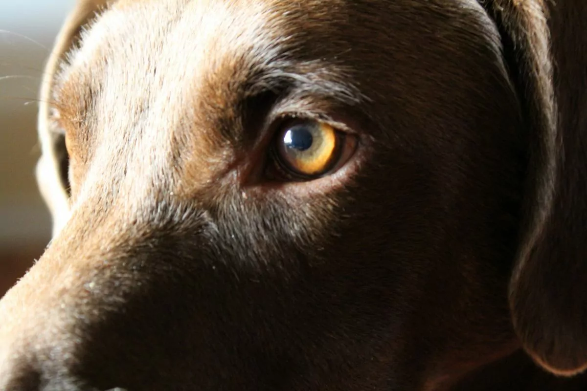 Pet Dog's Eyes