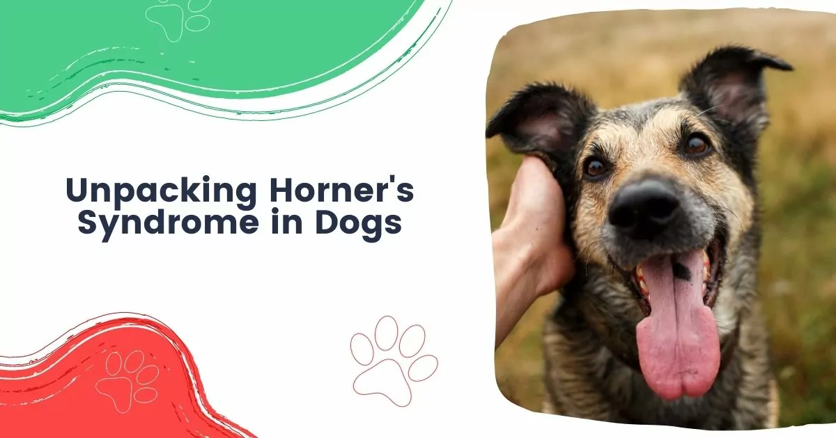 horner's syndrome in dogs