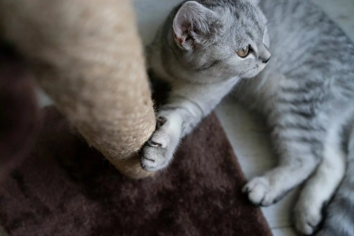 cute cat scratching