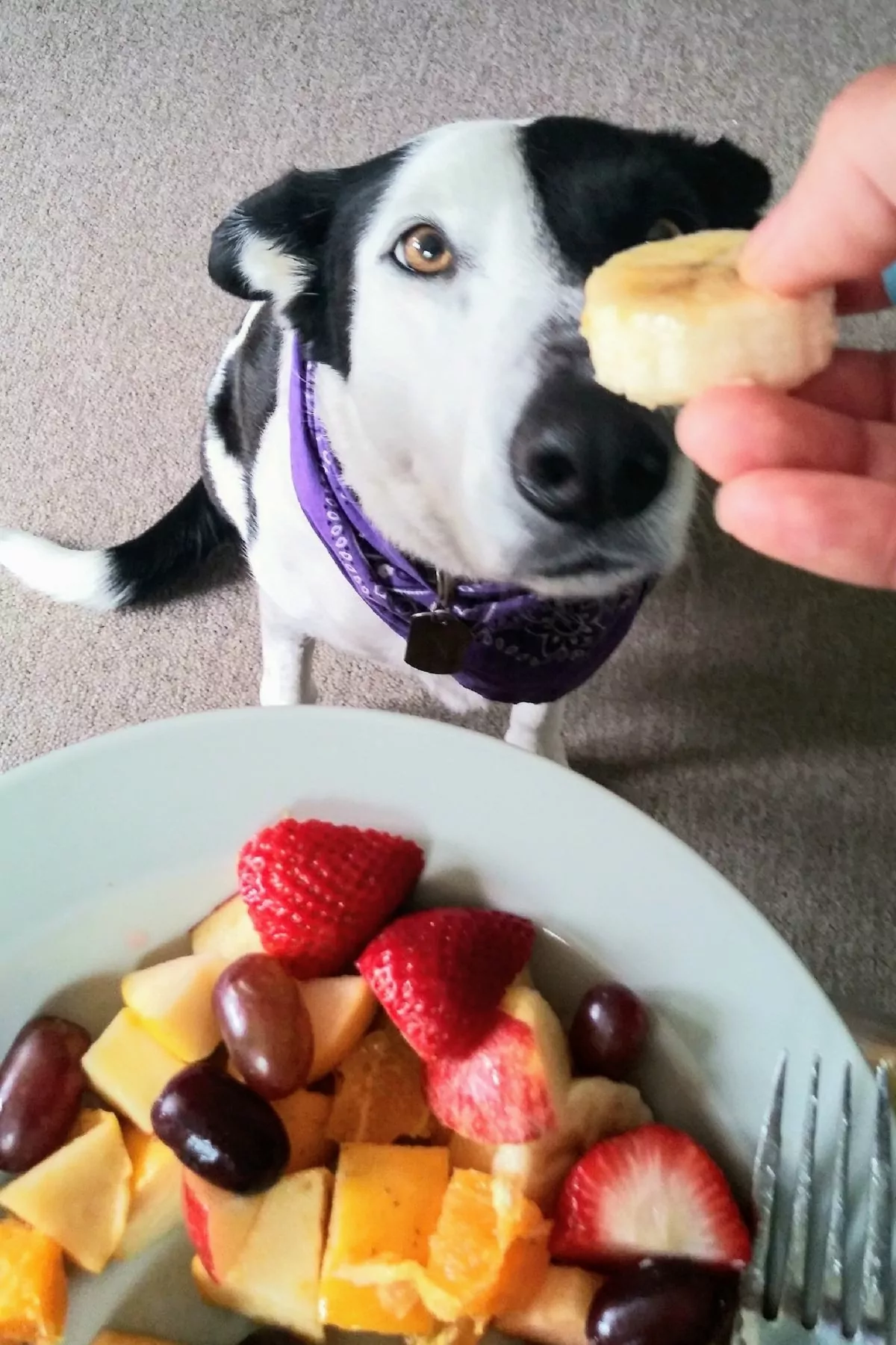 dog eating fresh fruits