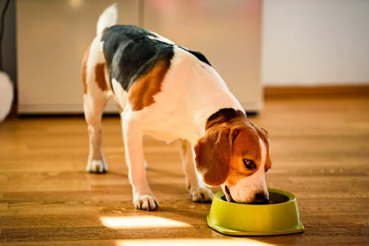 senior dog eating food from bowl