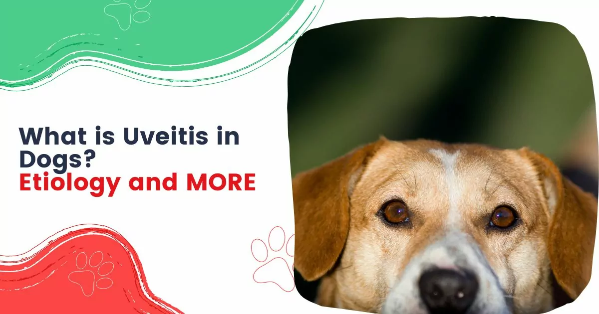 uveitis in dogs