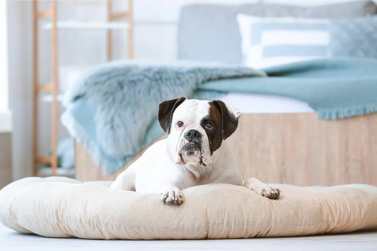 Boxer Dog Lying on a Dog Bed
