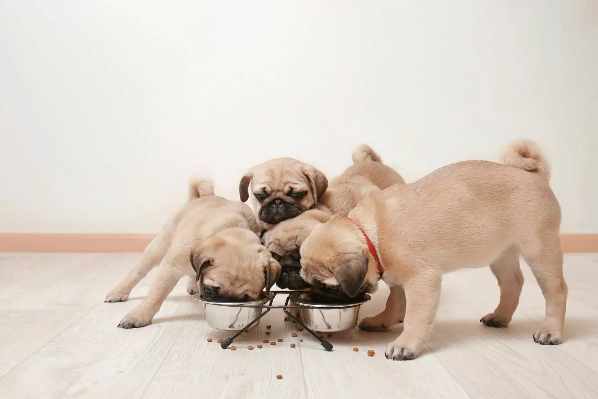 Cute Puppies Eating at Home