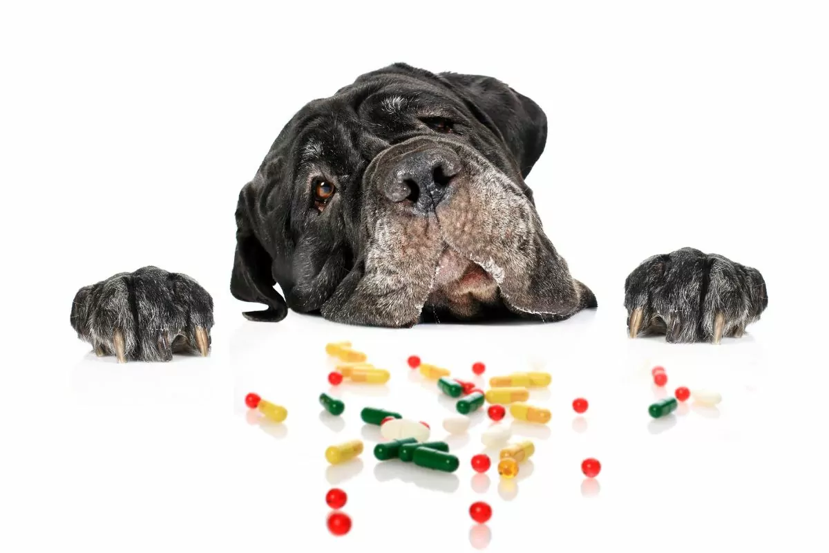 Dog and pills
