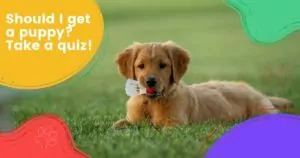quiz should I take a puppy